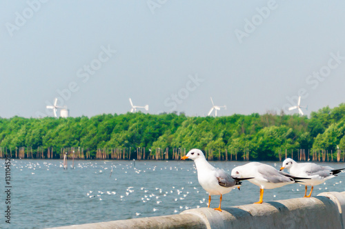 Seagull in mangrove forest