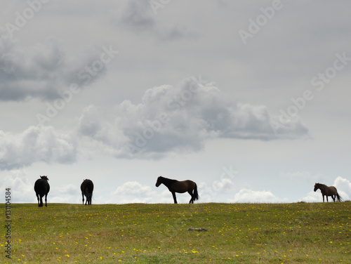 Horizon Ponies