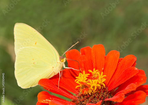 Male Phoebis sennae, Cloudless Sulphur butterfly feeding on a Zinnia flower photo