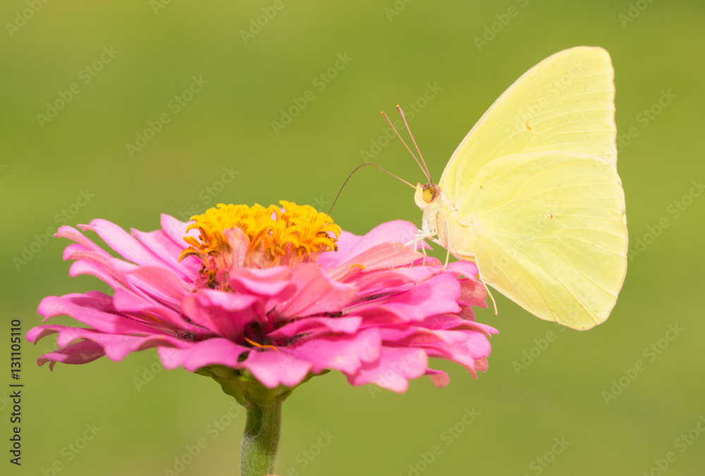 Bright yellow Phoebis sennae, Cloudless Sulphur butterfly on pink flower against green background Bright yellow Phoebis sennae, Cloudless Sulphur butterfly on pink flower against green background