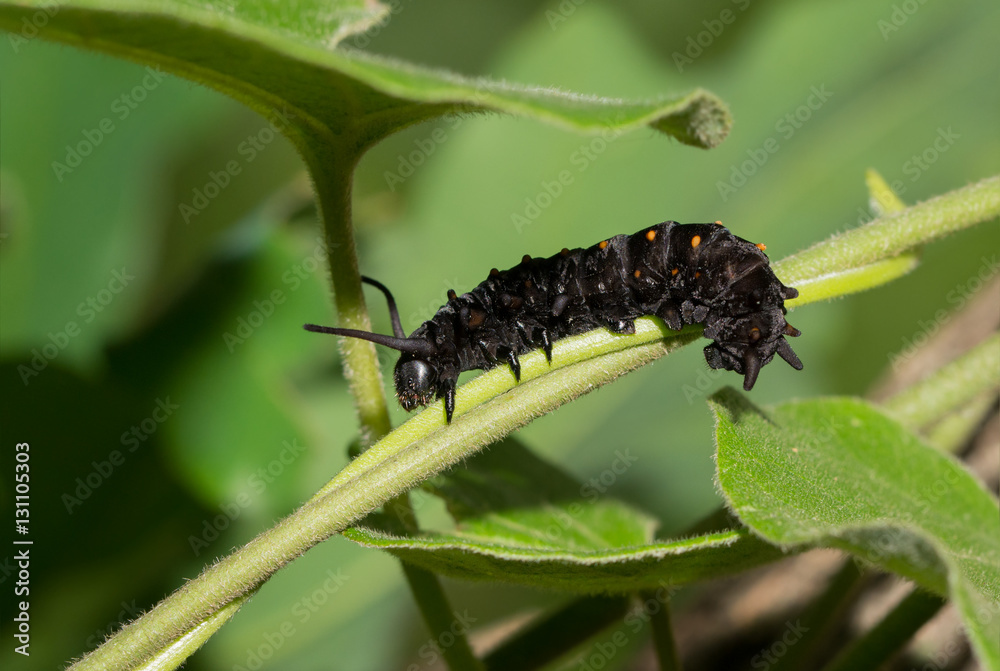 Fototapeta premium Pipevine Swallowtail caterpillar on a Dutchman's Pipevine