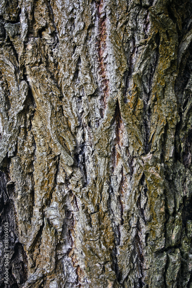 Fototapeta premium Bark old tree