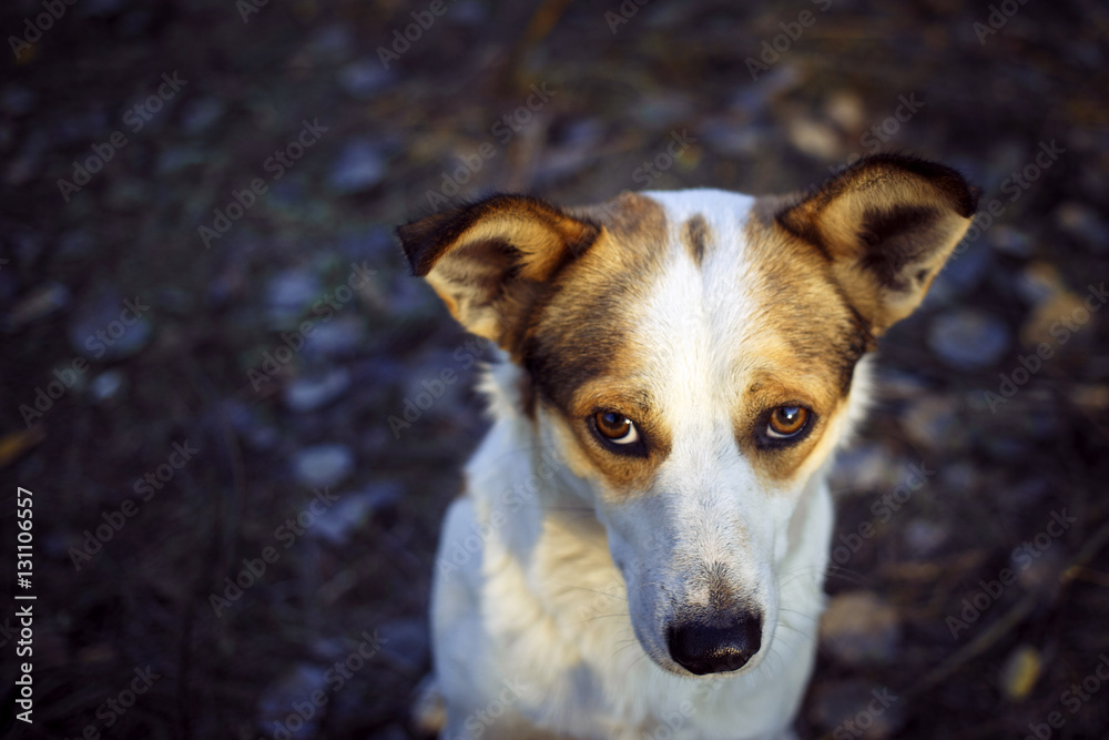 White haired dog with beautiful eyes in the summer.