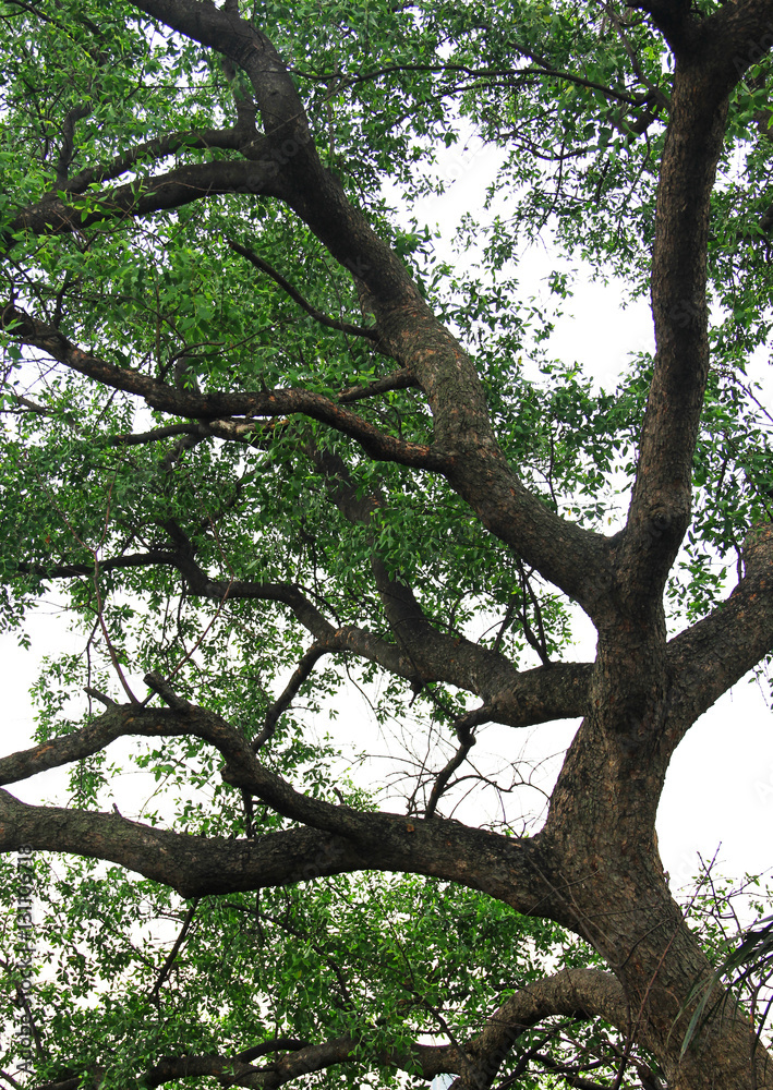 Obraz premium Under the tree with branch