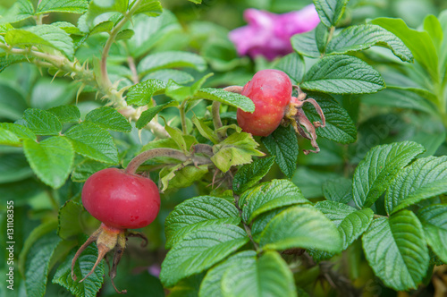 Dog Rose with Cankerberry