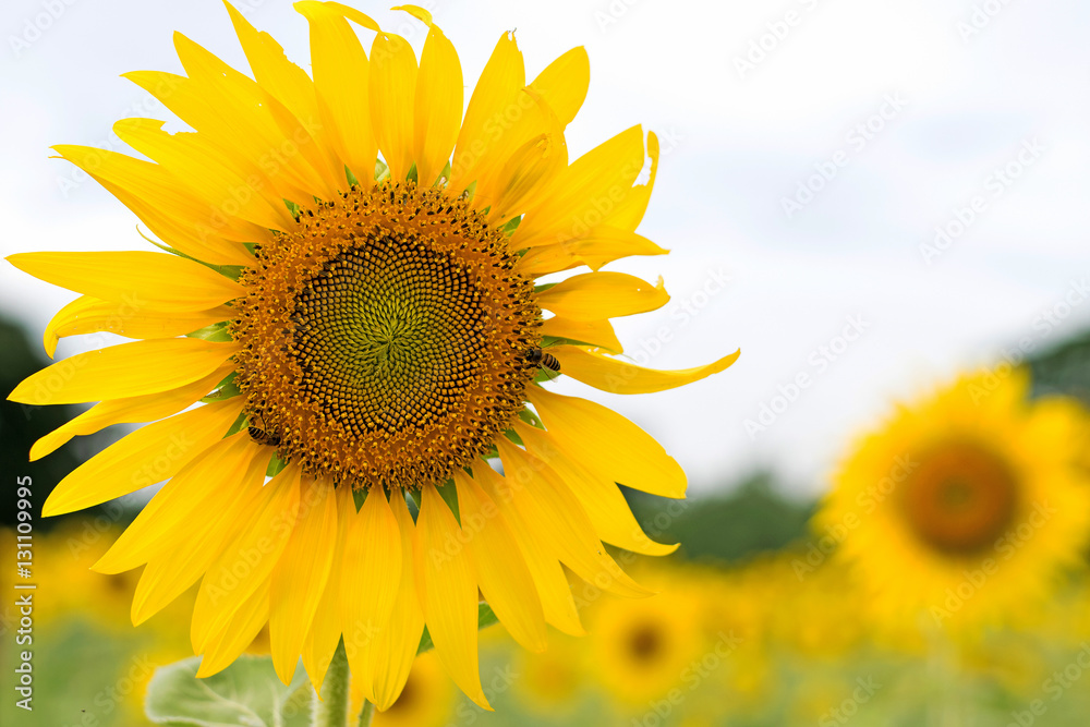 Beautiful sunflower in farm Beautiful sunflower in farm