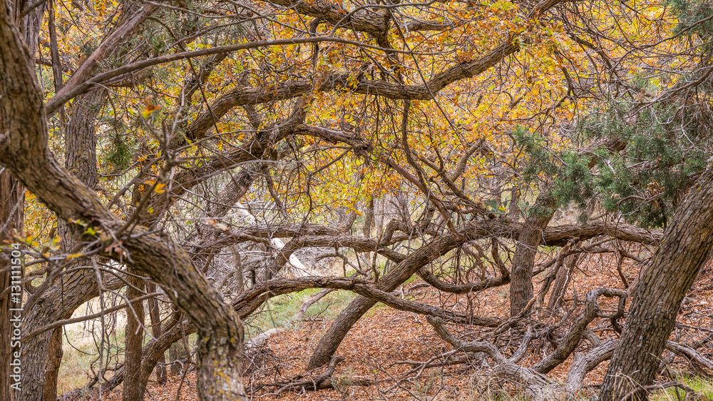 The narrow trail through the beautiful forest. Zion National Park, Utah, USA