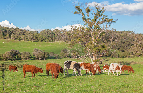Fototapeta Naklejka Na Ścianę i Meble -  Australian Cattle Farm