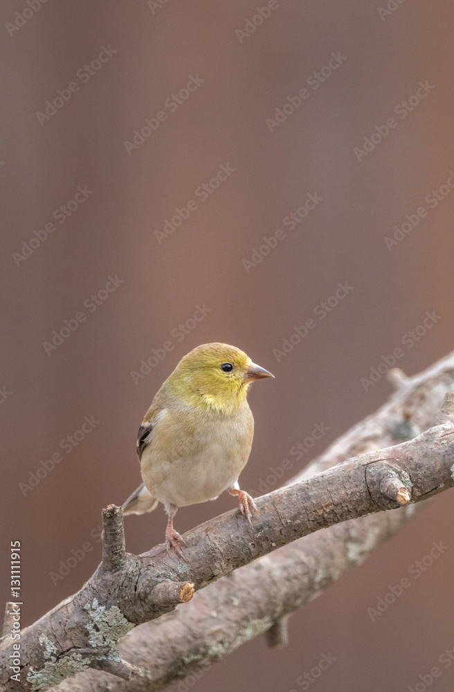 american goldfinch perched on tree branch american goldfinch perched on tree branch