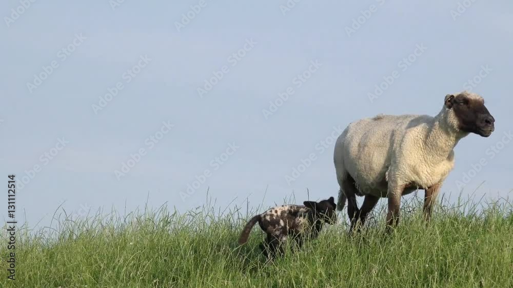 Sheep and lamb standing on the meadow and run away Sheep and lamb standing on the meadow and run away