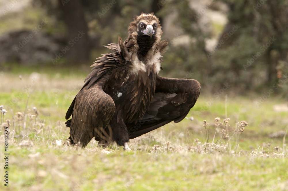 Black vulture. Aegypius monachus Black vulture. Aegypius monachus