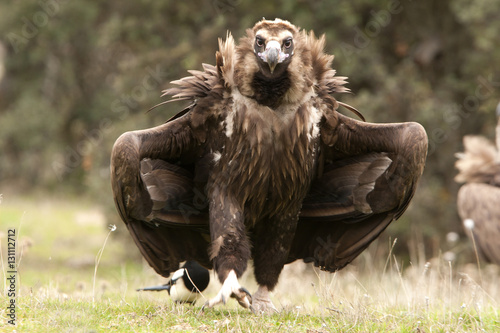 Black vulture. Aegypius monachus photo