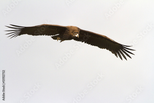 Black vulture Flying. Aegypius monachus