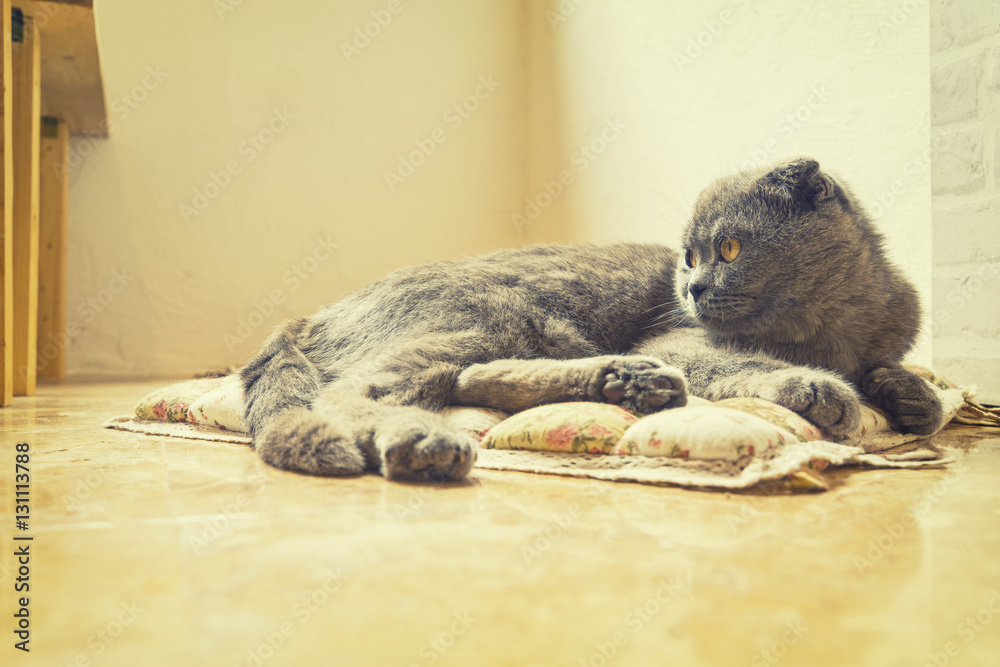 abstract dark silver cat sleep on soft floor - can use to display or montage on product abstract dark silver cat sleep on soft floor - can use to display or montage on product