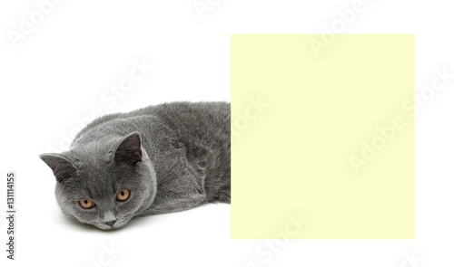 Young gray cat with yellow eyes lying about banner
