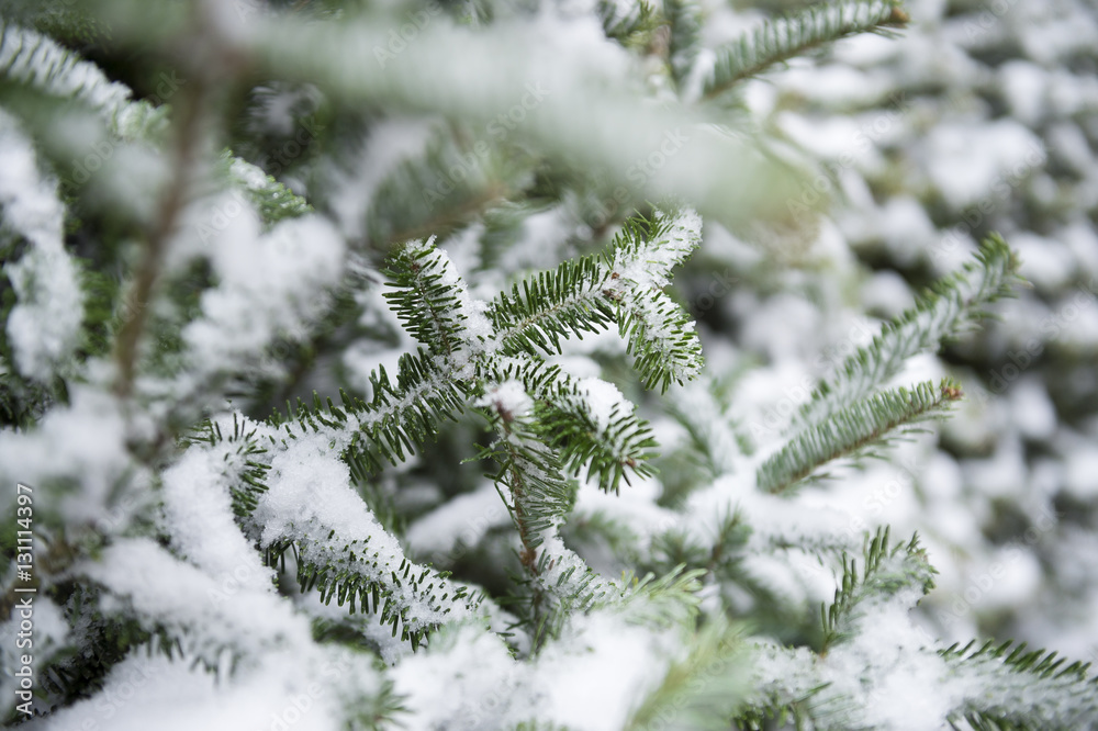 Fresh snow collects in the branches of young green fir pine trees