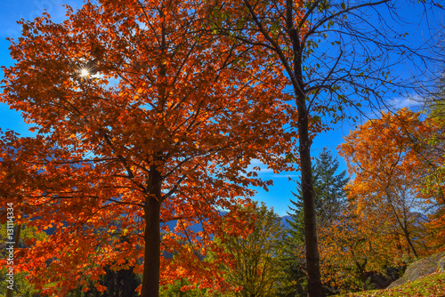Alberi con foglie rosse in autunno photo