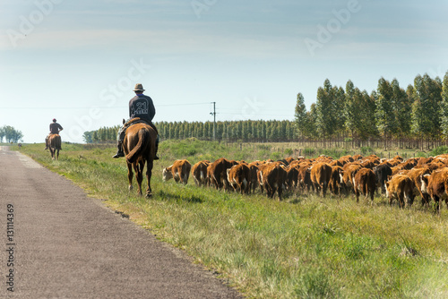 A countryman gathers and leads the cattle next to the road photo