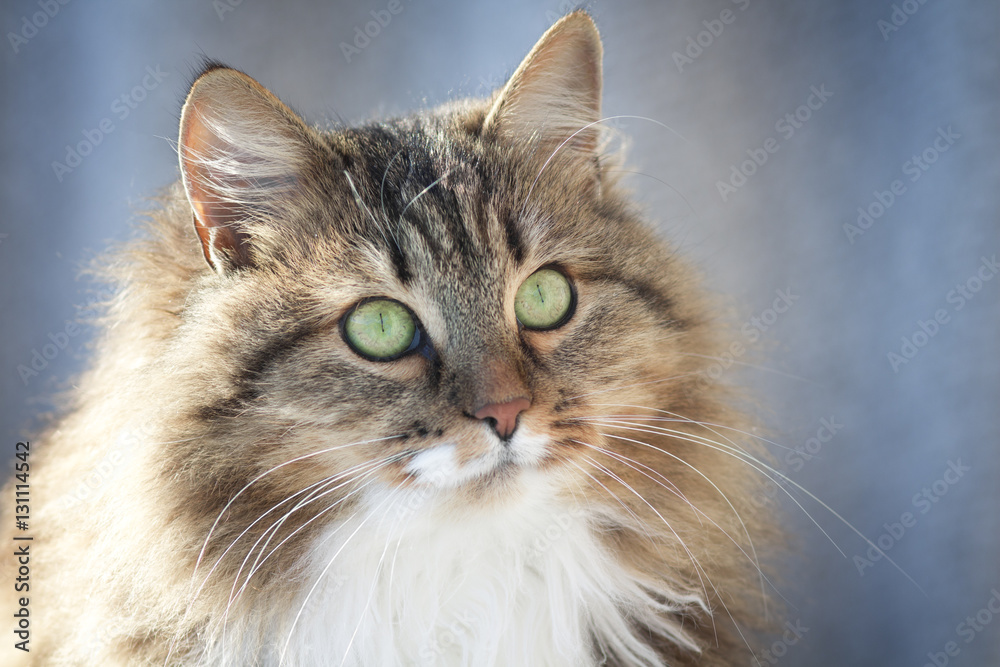 winter portrait of a cat winter portrait of a cat