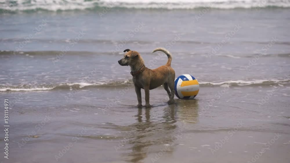 Dog in the water. On the beach in Ocean volleyball. Dog with her play in the water. Waves of