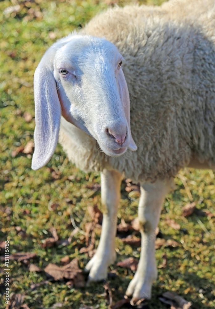 sheep with long ears and fleece