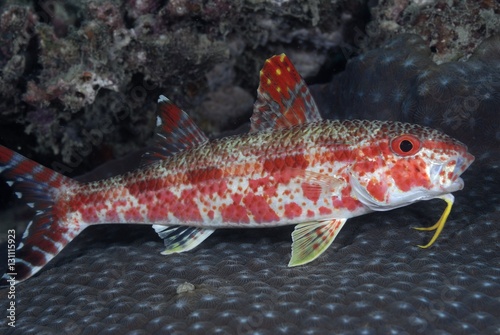 Red Mullet
