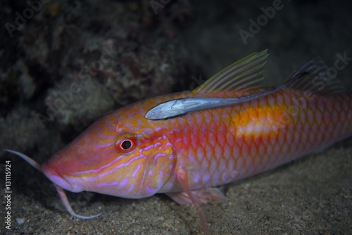 Goat fish