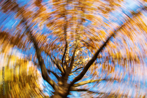 dizzy tree on the blue sky photo