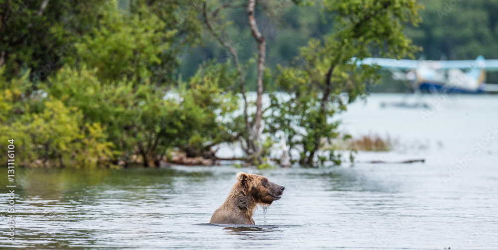 Brown bear swimming in the lake. USA. Alaska. Katmai National Park. An excellent illustration. Brown bear swimming in the lake. USA. Alaska. Katmai National Park. An excellent illustration.