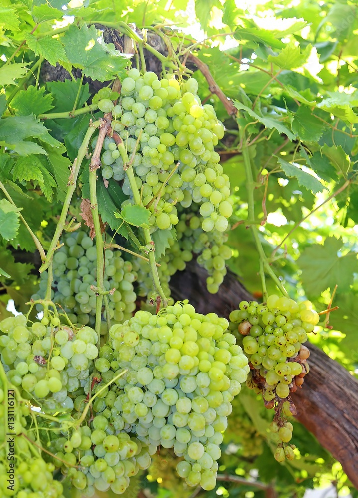 bunches of ripe white grapes on vineyard in autumn bunches of ripe white grapes on vineyard in autumn