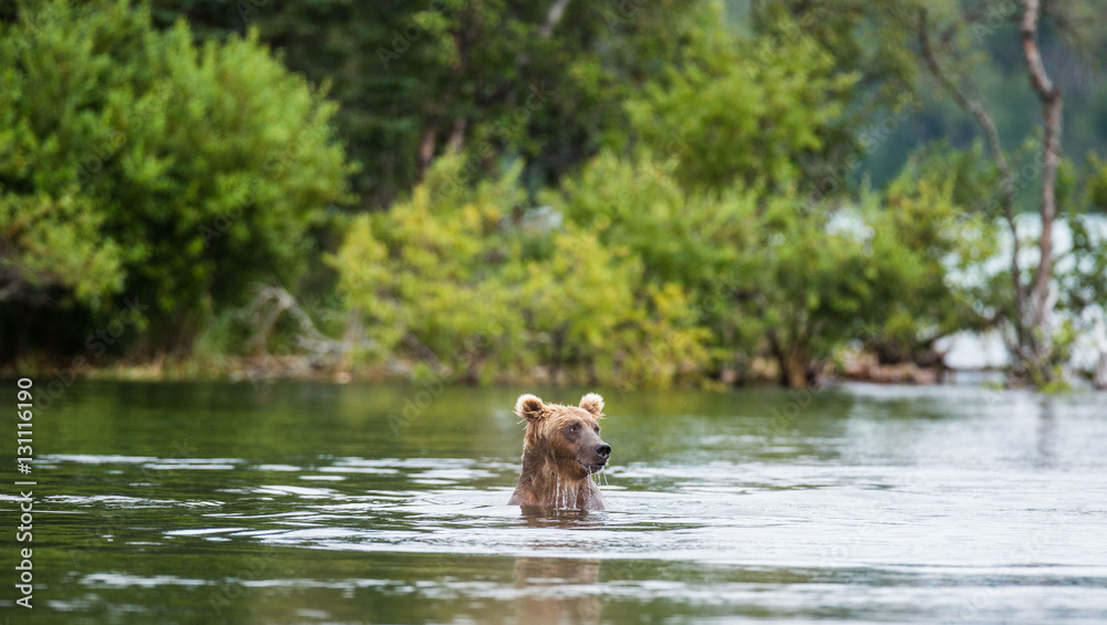 Brown bear swimming in the lake. USA. Alaska. Katmai National Park. An excellent illustration.
