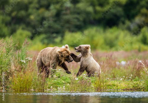 Mother brown bear with a cub playing on the shore of the lake. USA. Alaska. Katmai National Park. An excellent illustration.