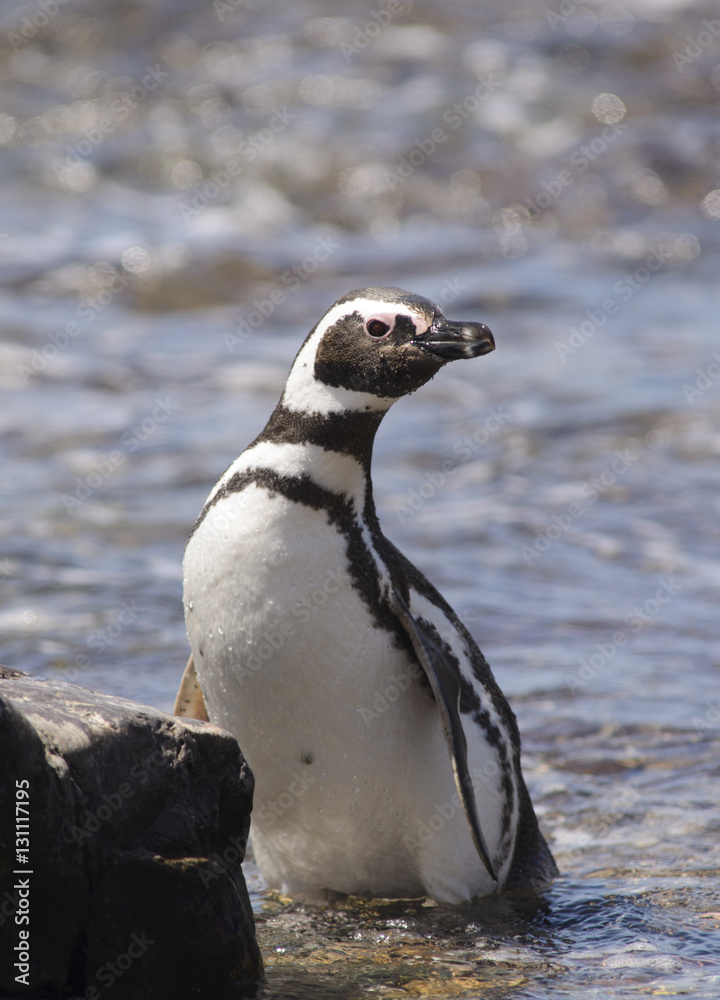 Fototapeta premium Penguin of Magellan