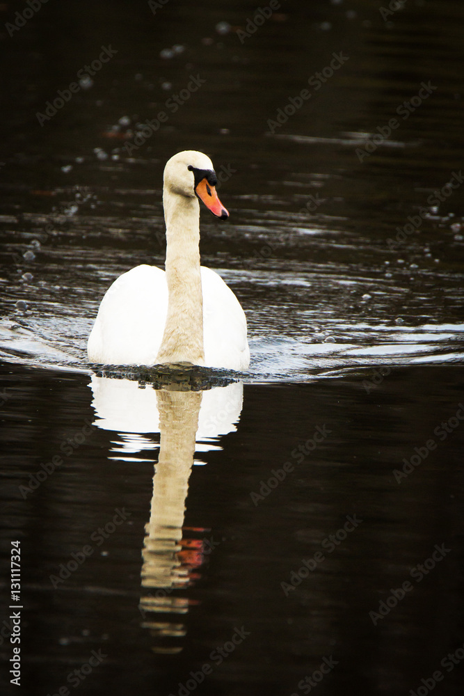 Fototapeta premium swimming swan
