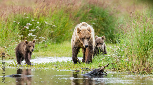 Mother brown bear with cubs in the wild. USA. Alaska. Katmai National Park. An excellent illustration.