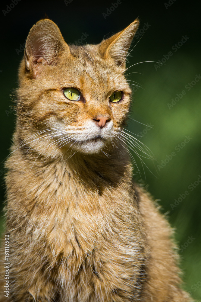 Wildcat Wildcat
