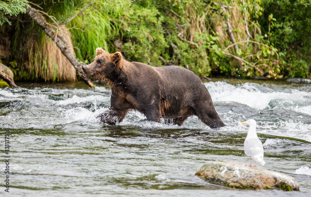 Brown bear standing on a rock in the middle of the river on a background of stunning landscape. USA. Alaska. Katmai National Park. An excellent illustration. Brown bear standing on a rock in the middle of the river on a background of stunning landscape. USA. Alaska. Katmai National Park. An excellent illustration.