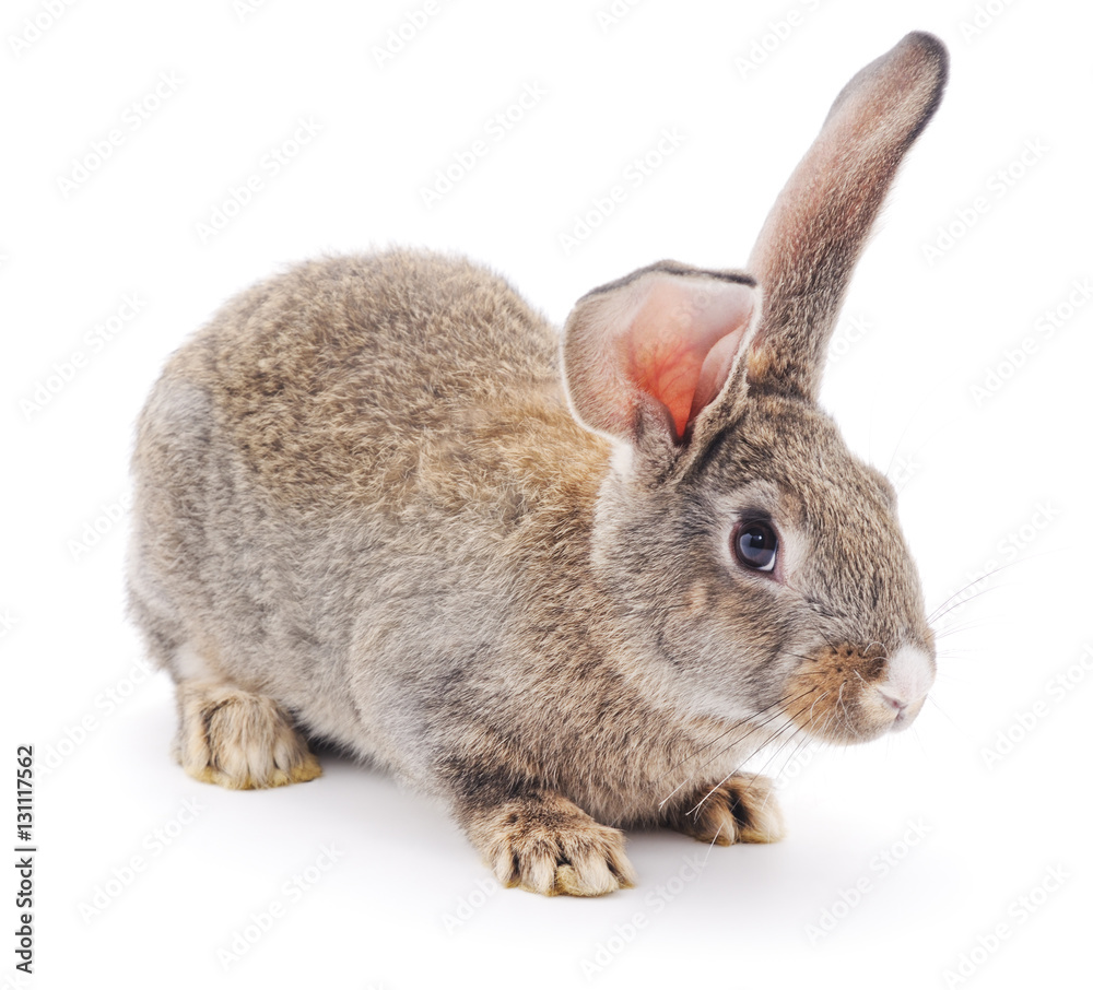 Fototapeta premium One red rabbit.