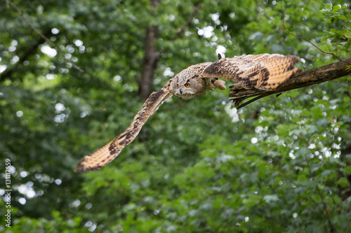sibirian eagle owl