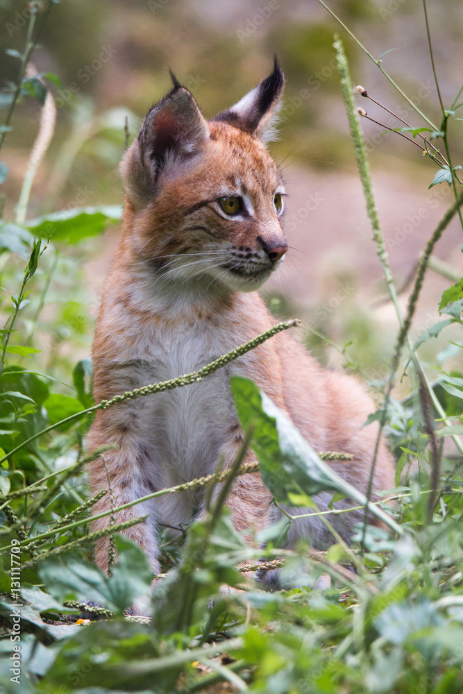 Obraz premium lynx cub