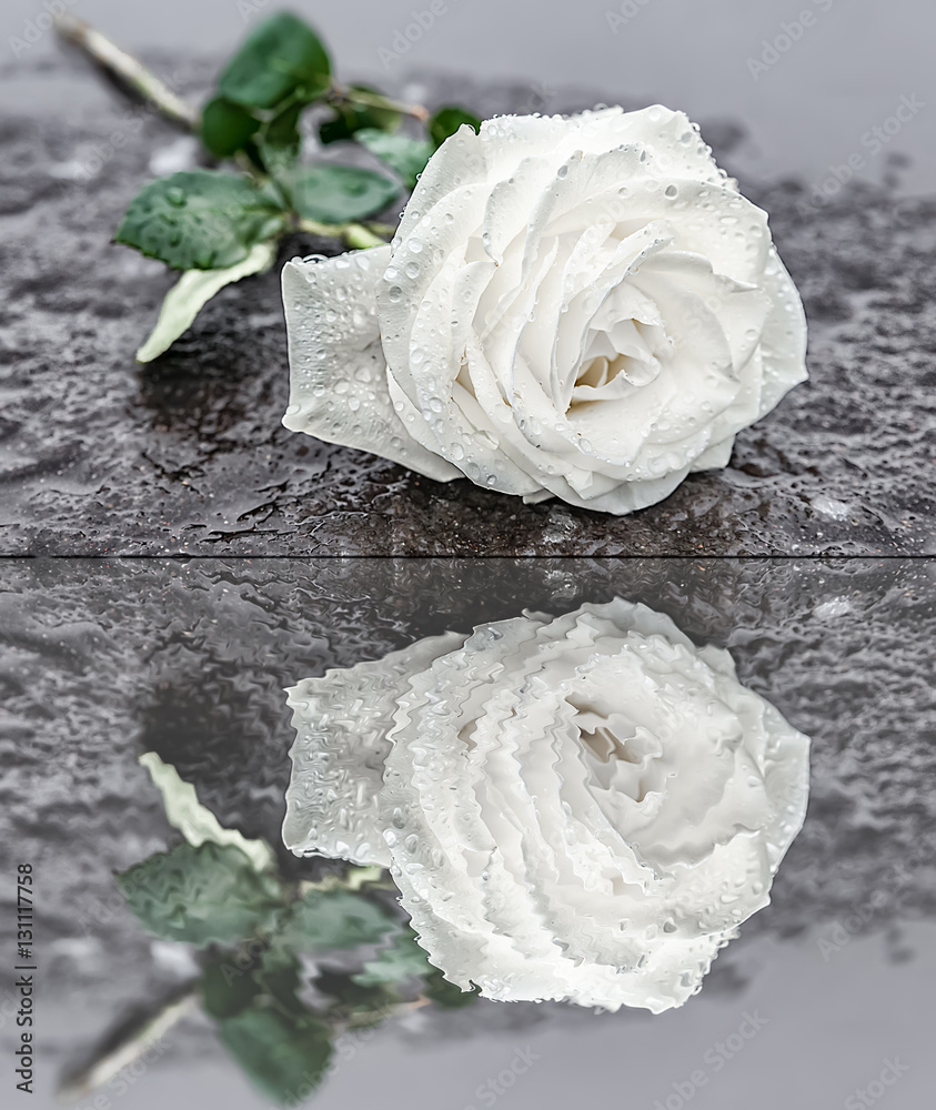 eine auf einem Grabstein niedergelegte weiße Rose auf gefrorenem Untergrund  zum Ausdruck der Trauer und des Gedenkens mit Spiegelung im Wasser Stock  Photo | Adobe Stock