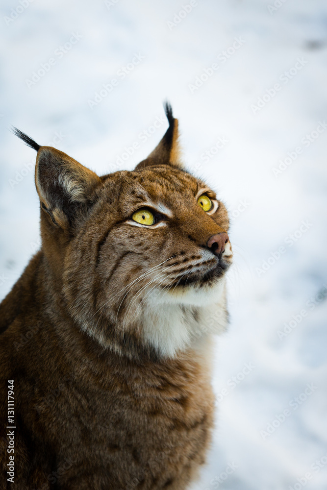 Obraz premium lynx portrait
