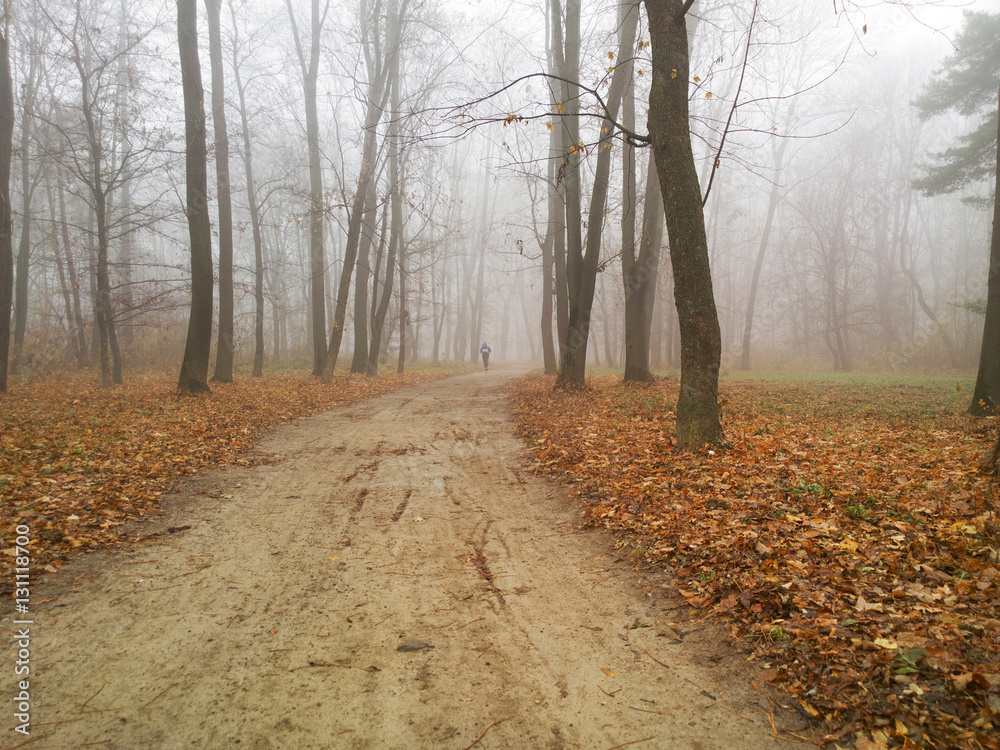 Obraz premium Autumn landscape.