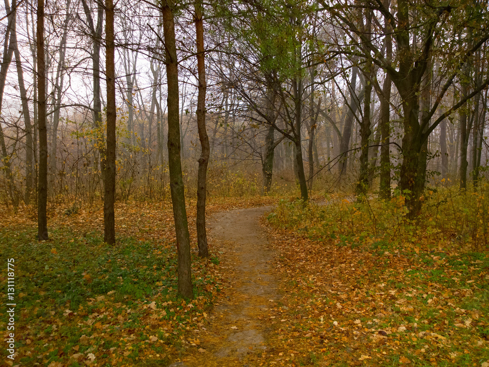 Autumn landscape.