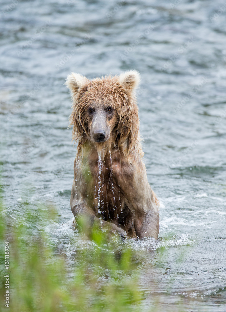 Young brown bear standing on hind paws in the water in the river. USA. Alaska. Katmai National Park. An excellent illustration.