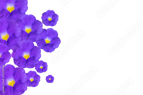 Violet Bush Clockvine flowers isolated on white as background