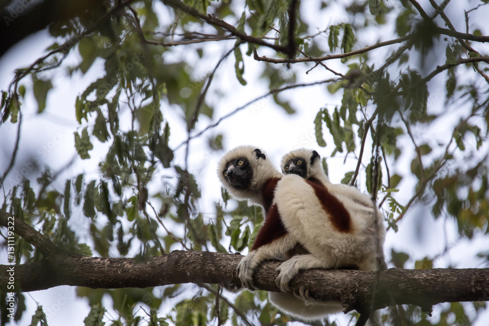 Obraz premium rare lemur Crowned Sifaka, Propithecus Coquerel, a female with a cub sits on a tree, Ankarafantsika Reserve, Madagascar