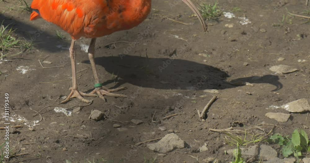 Ibis Walks and Grazing on the Sandy Ground in Zoo Bird With Long Down-Curved Bills Gray and Orange Feathers Big Egyptian Bird Warm Sunny Day Outdoors