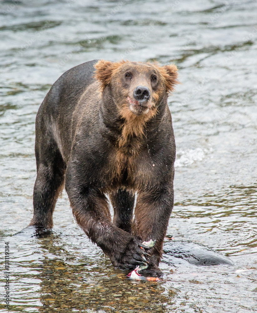 Brown bear eating salmon in the river. USA. Alaska. Katmai National Park. An excellent illustration. Brown bear eating salmon in the river. USA. Alaska. Katmai National Park. An excellent illustration.