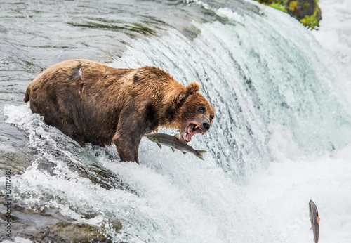 Brown bear catches a salmon in the river. USA. Alaska. Katmai National Park. An excellent illustration.